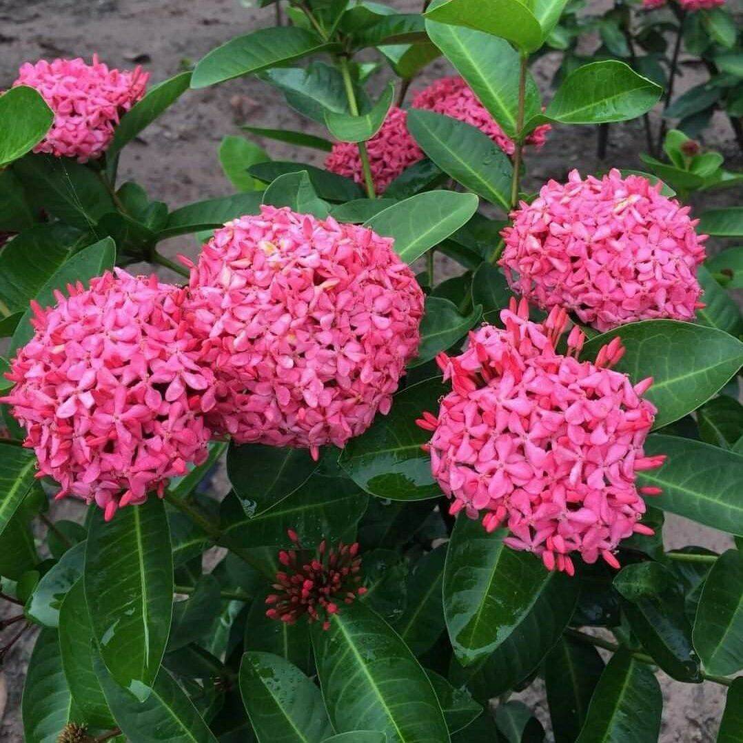 Cây giống trang tím sen Vĩnh Châu (cây ảnh cuối)