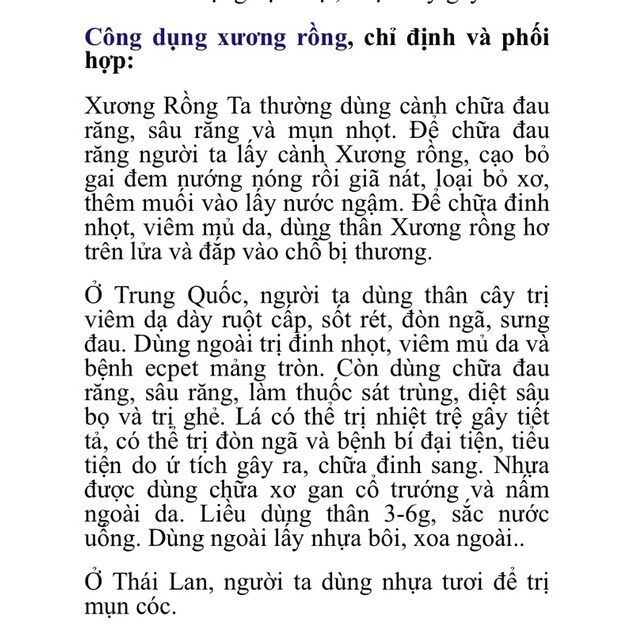xương rồng ba cạnh ( xương rồng ông)