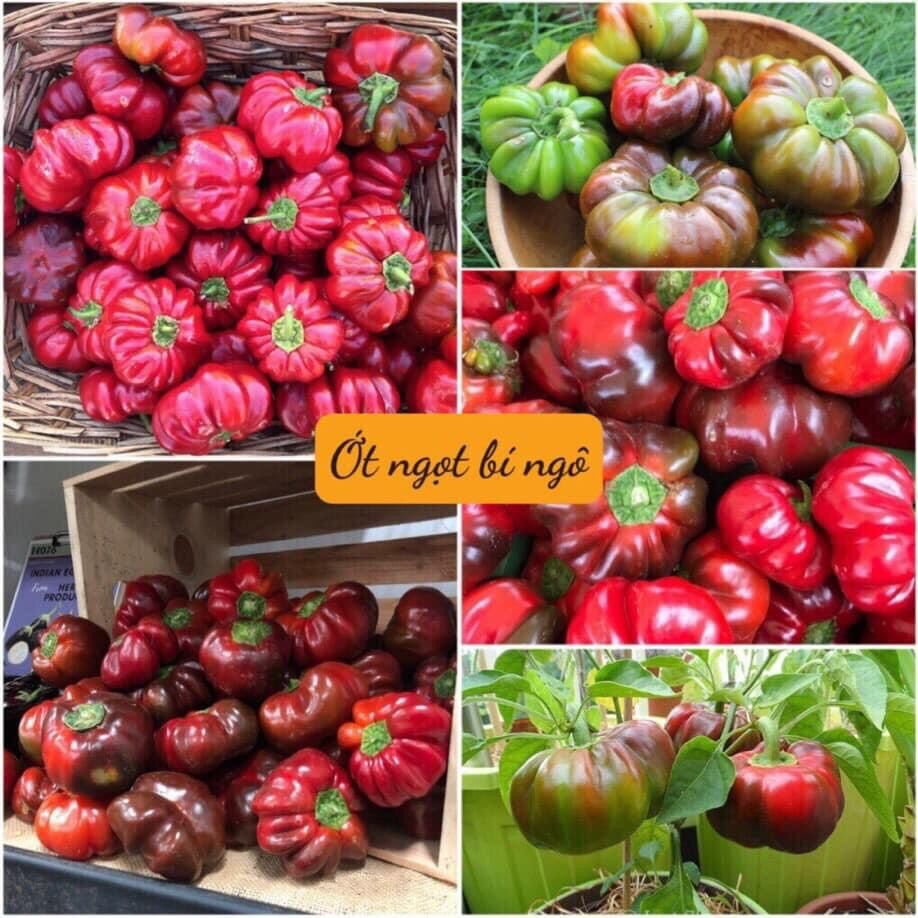 Hạt giống ớt ngọt bí ngô mỹ