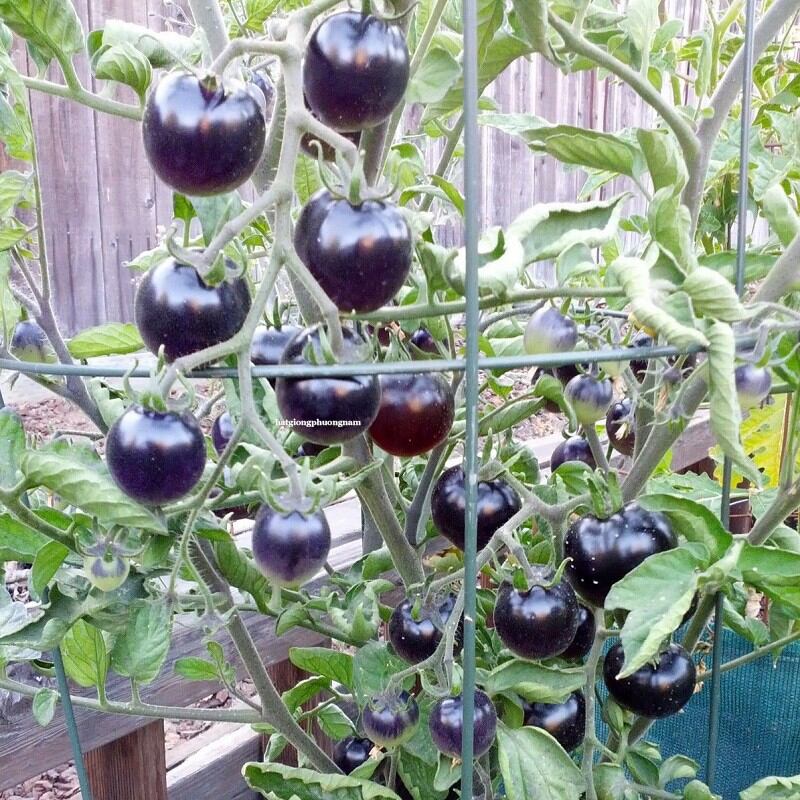 Hạt giống cà chua cherry đen - cà chua bi - cà chua đen