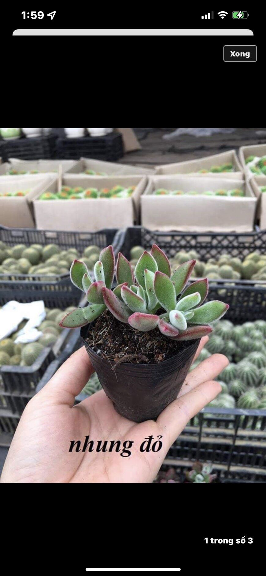 Sen đá nhung viền đỏ cute size bầu