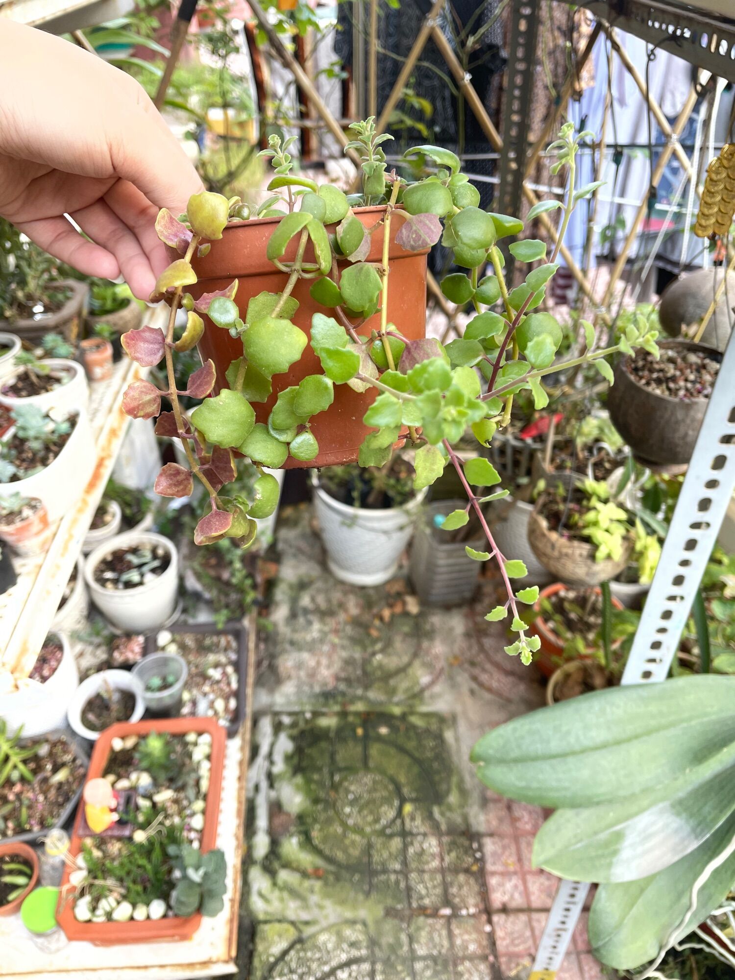 Cây Vảy Rồng 10cm