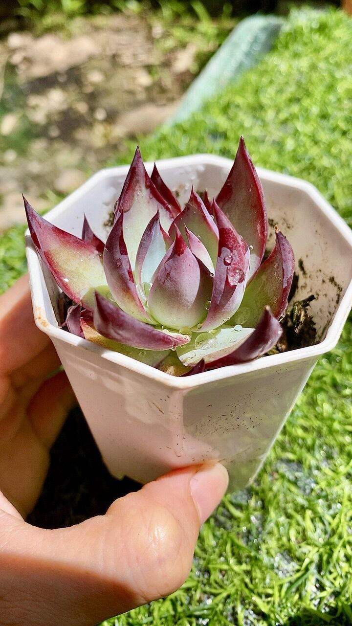 Sen đá vuốt tím