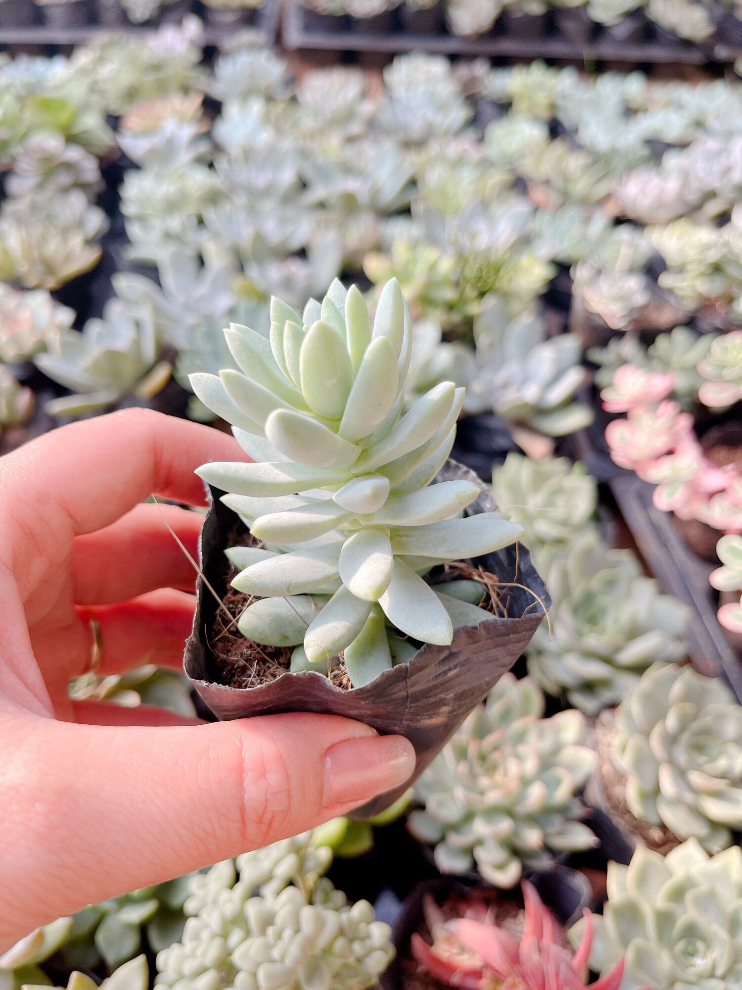 Sen đá chuỗi ngọc lam size bầu 3-5cm