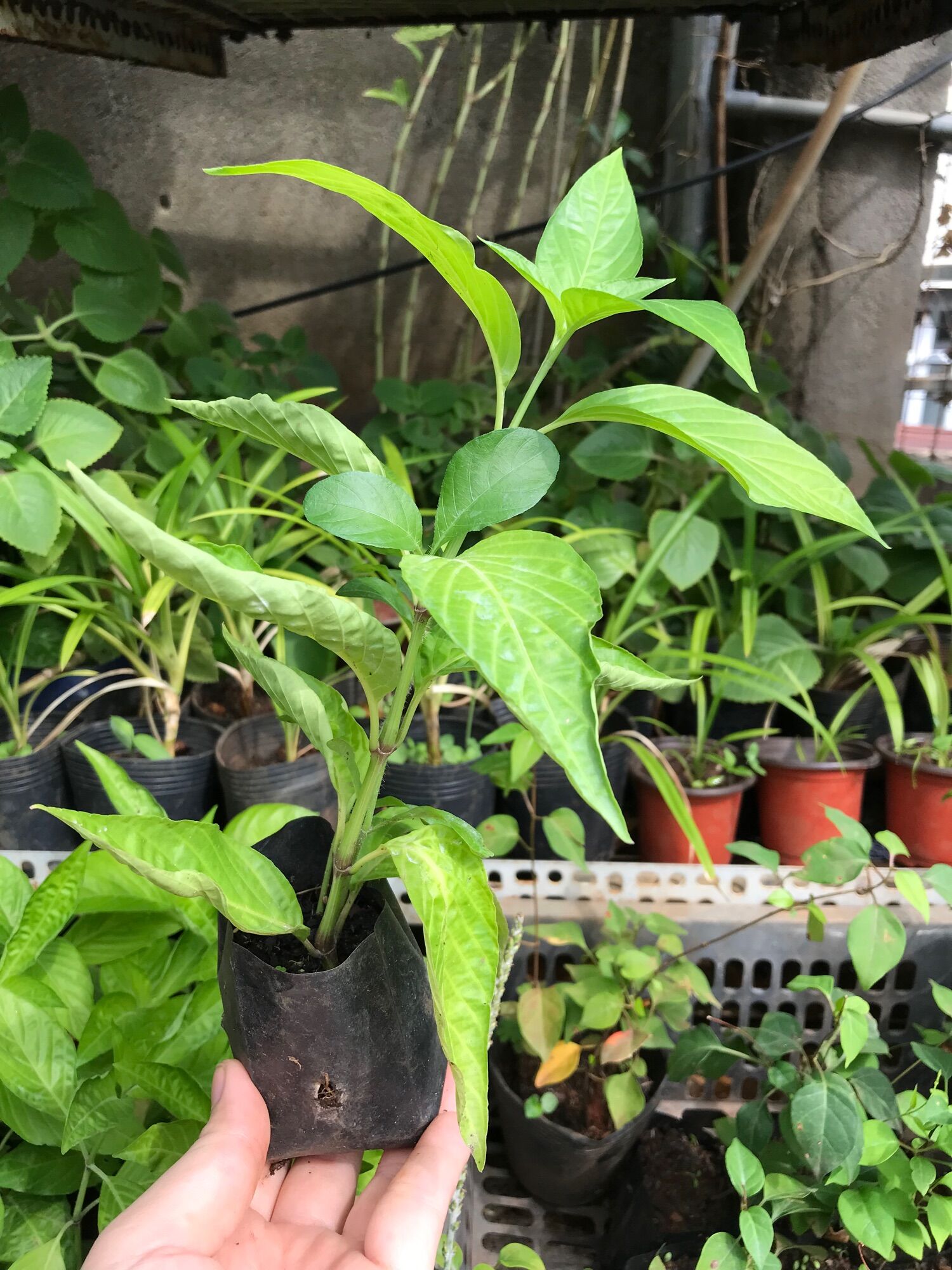 Cây lá cẩm tím giống