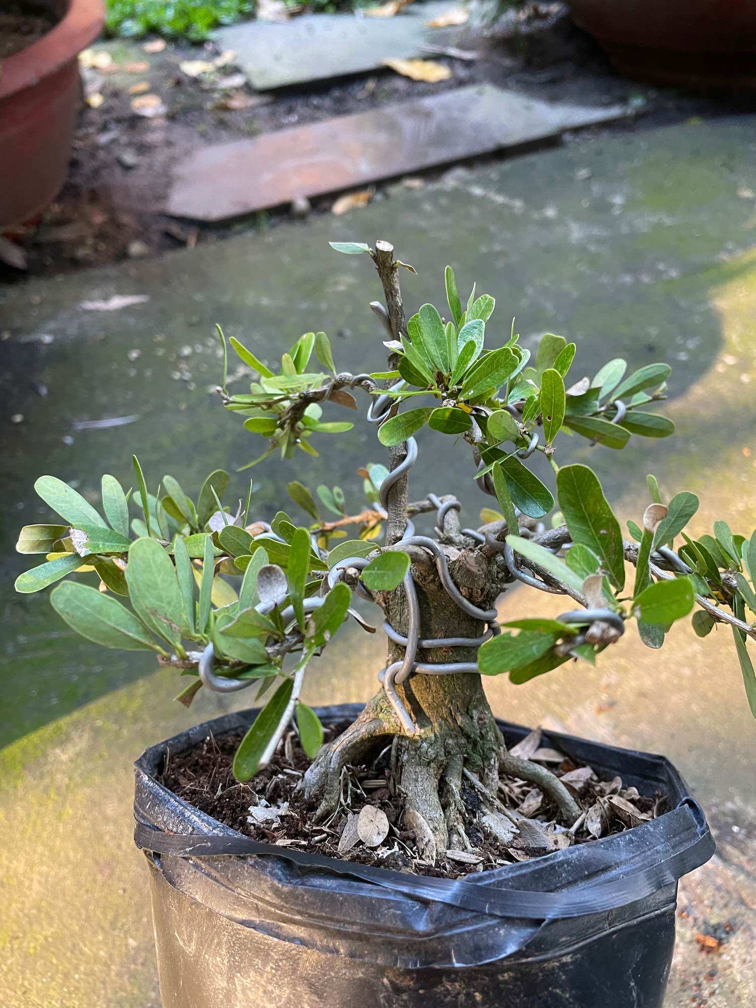 [HCM]Linh sam gốc to dạng phôi bonsai