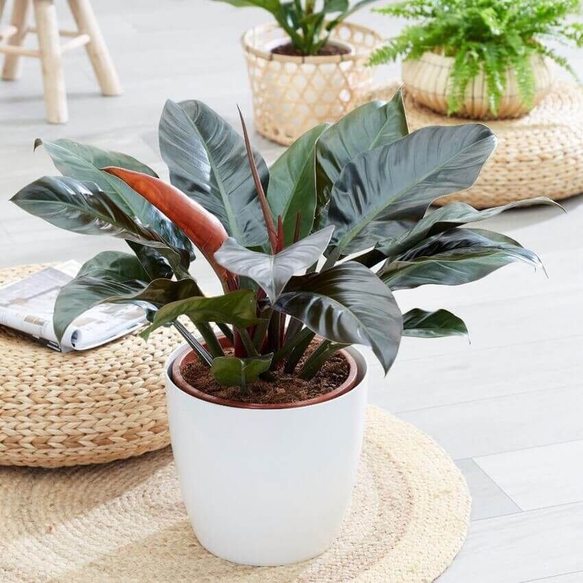<CÂY PHONG THỦY>Cây trầu bà ĐẾ VƯƠNG ĐỎ (Philodendron Imperial Red )size lớn, lá từ 20-35cm