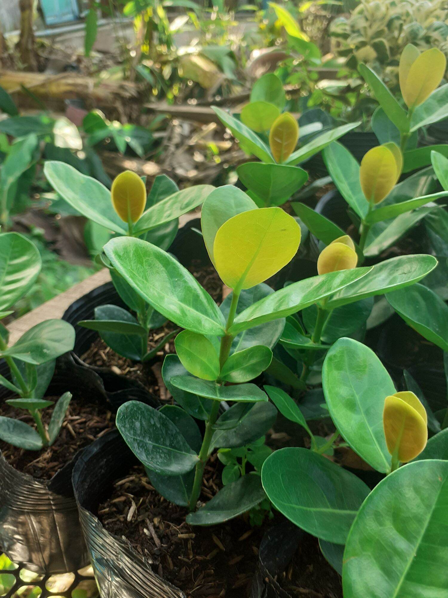 Trang Giống Phụng hoàng Kim ( cây giống ảnh cuối )