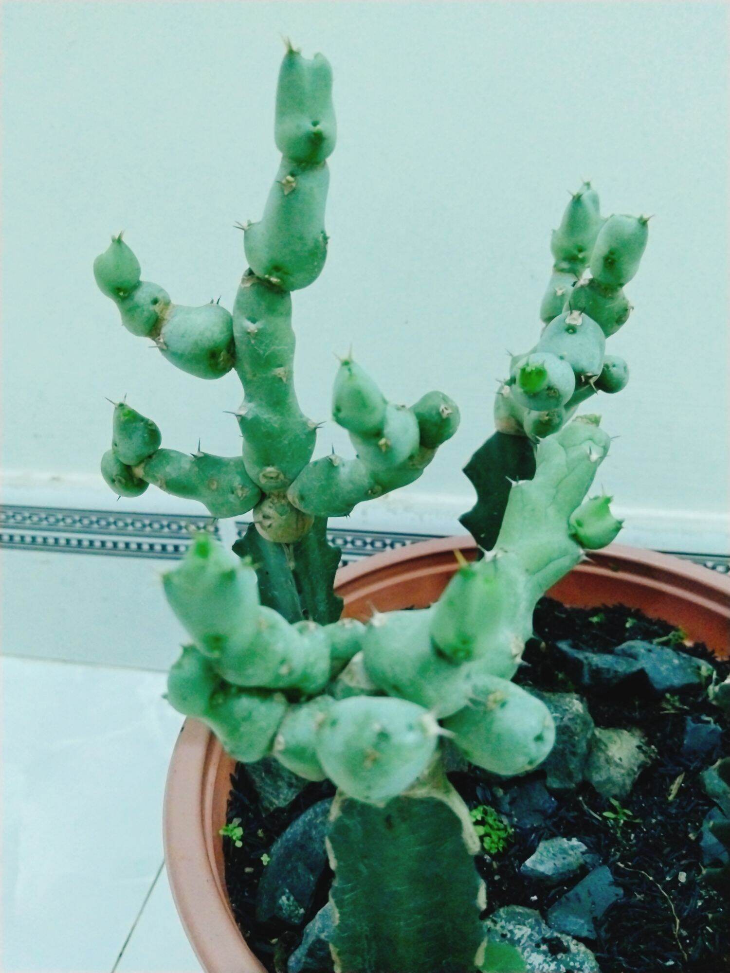 Cây xương rồng euphoria hồ lô