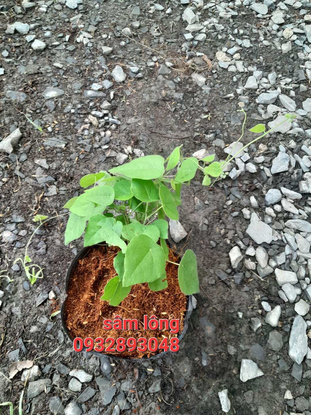 CÂY GIỐNG  SÂM LÔNG