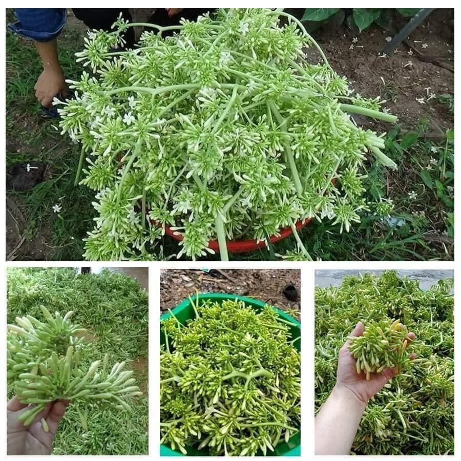 Cây giống hoa đu đủ đực siêu hoa