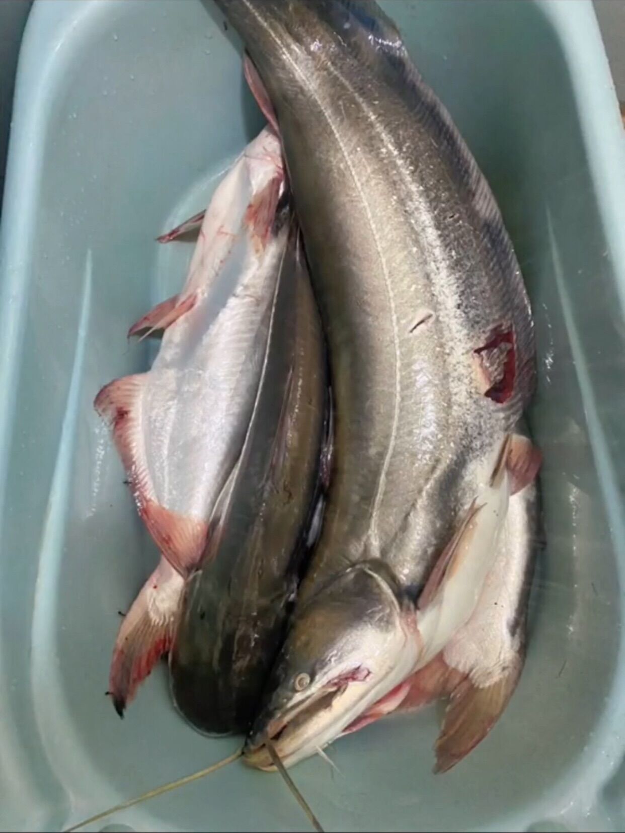 MỒI CÂU CÁ LĂNG CÁ DA TRƠN SIÊU NHẠY HỦ 500G