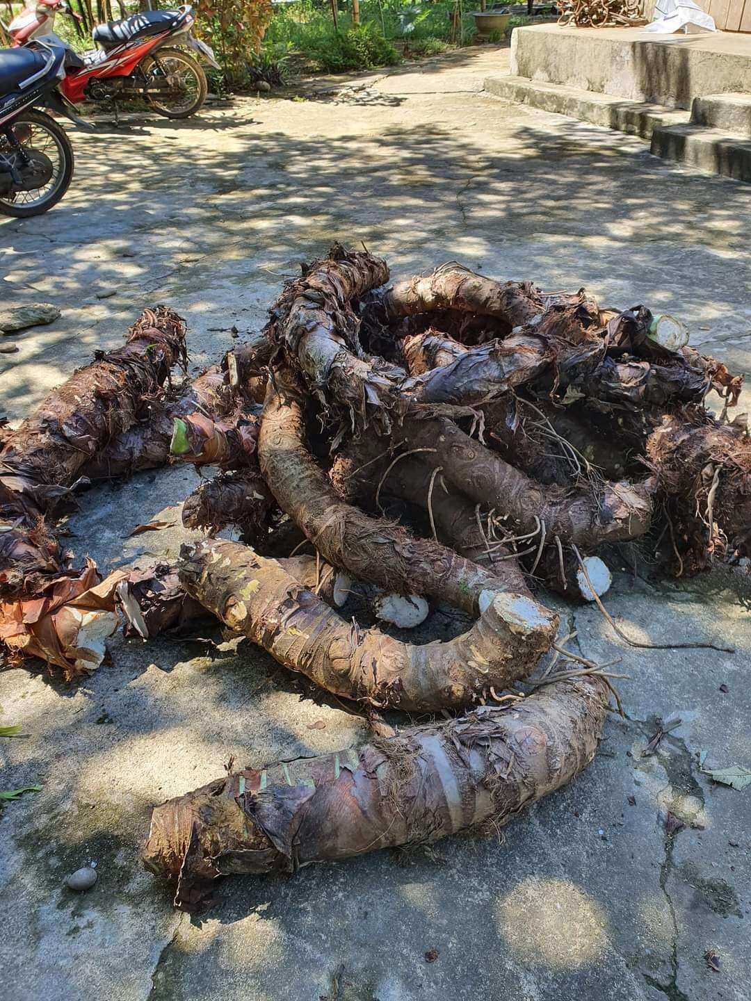 5kg bạc hà núi (núi câm An Giang)