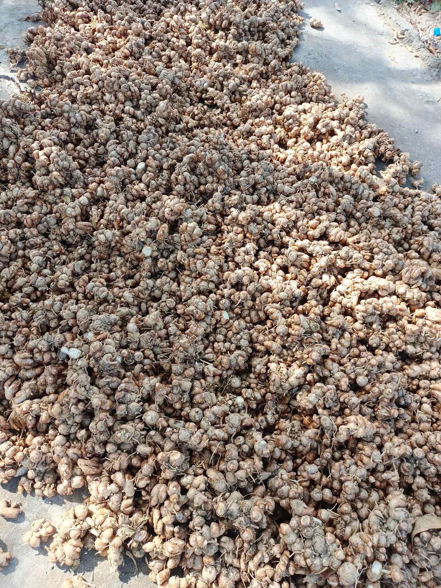 Địa liền tươi 1kg( Củ to, già đều, đã làm sạch sẽ)