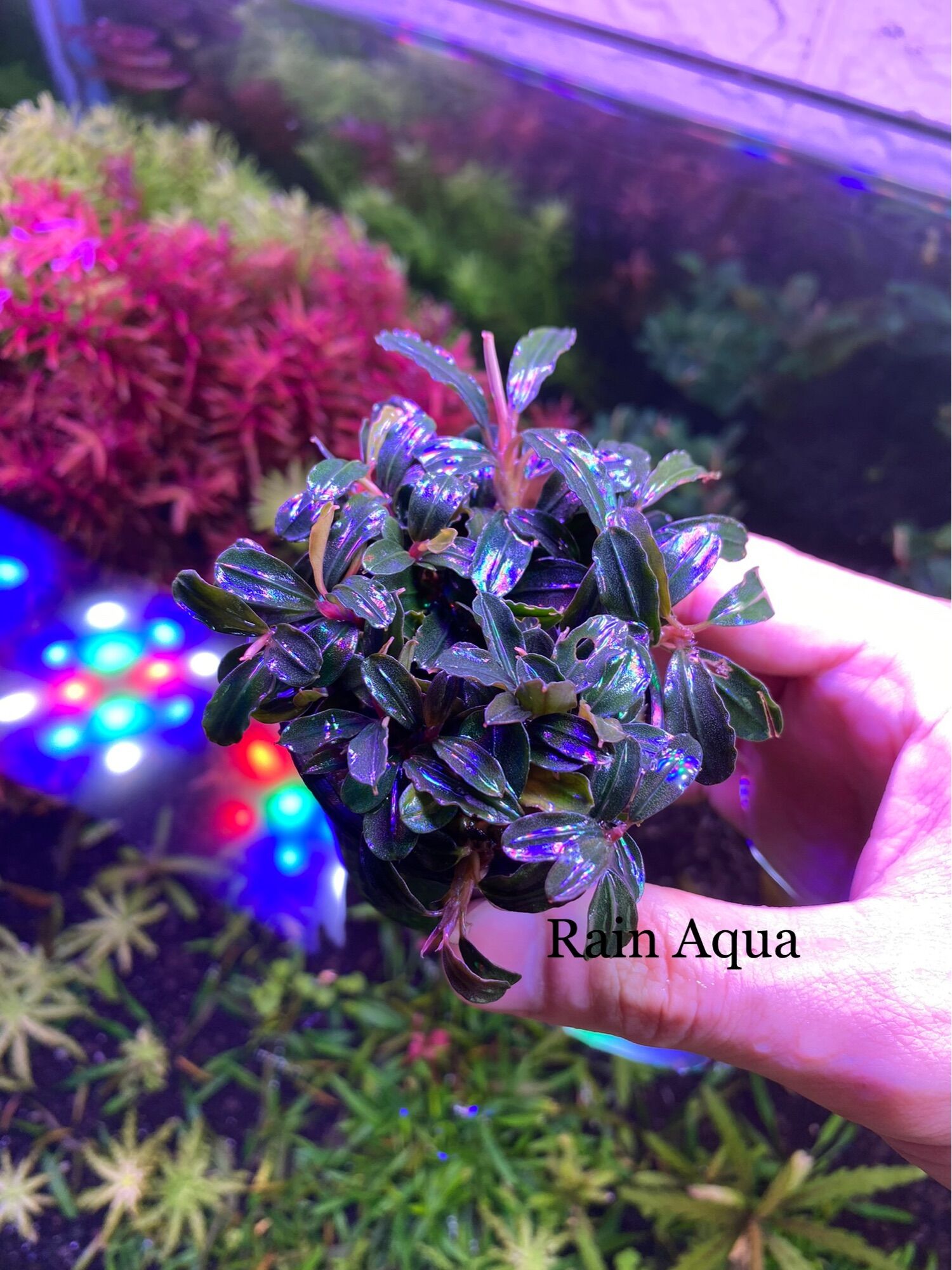 Bucep - cây thủy sinh giá thể