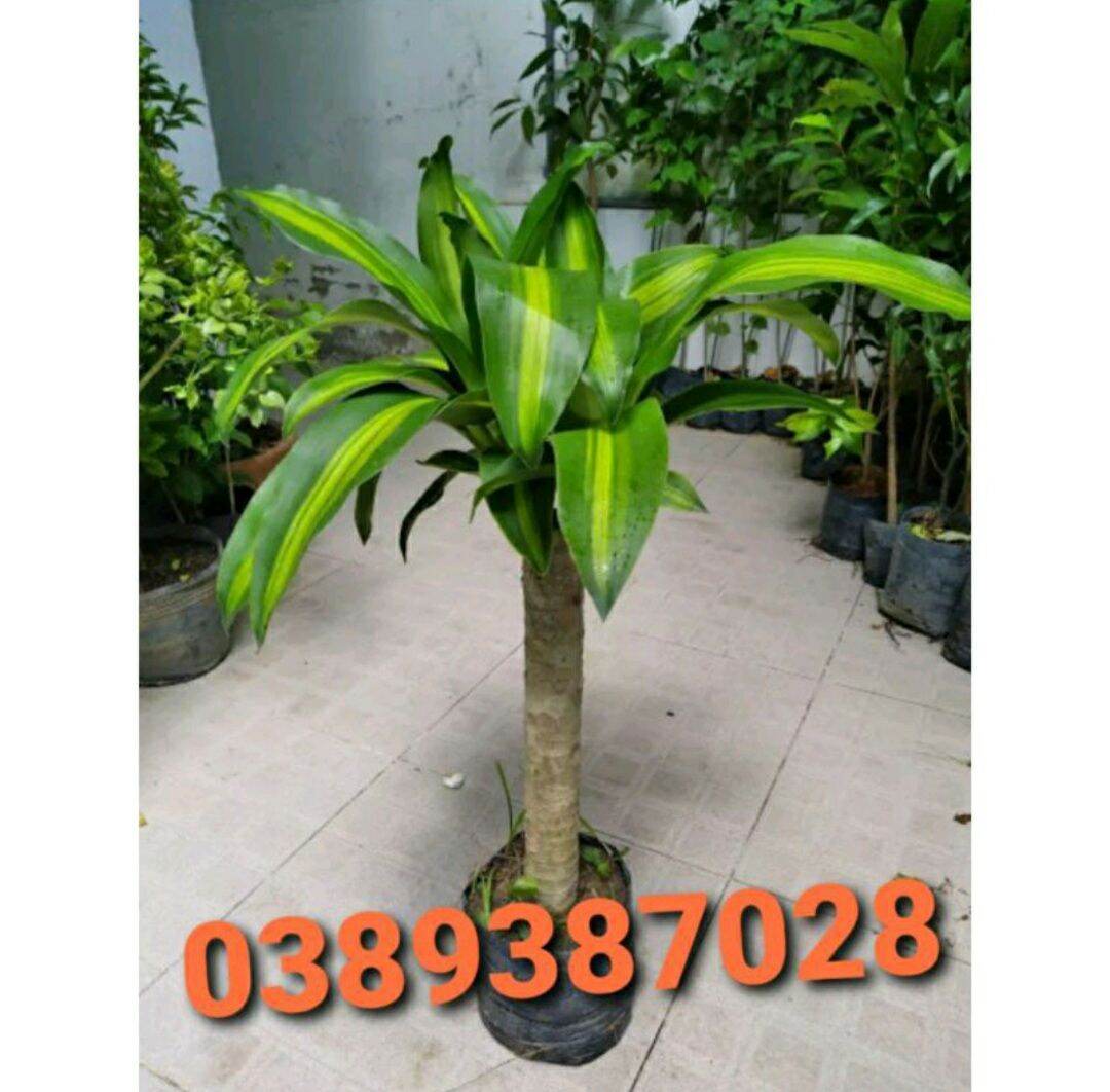 Cây thiết mộc lan,1 khúc giống
