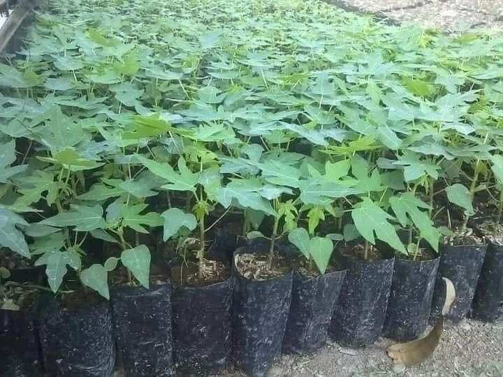 Combo 5 cây giống Đu Đủ Đực siêu hoa