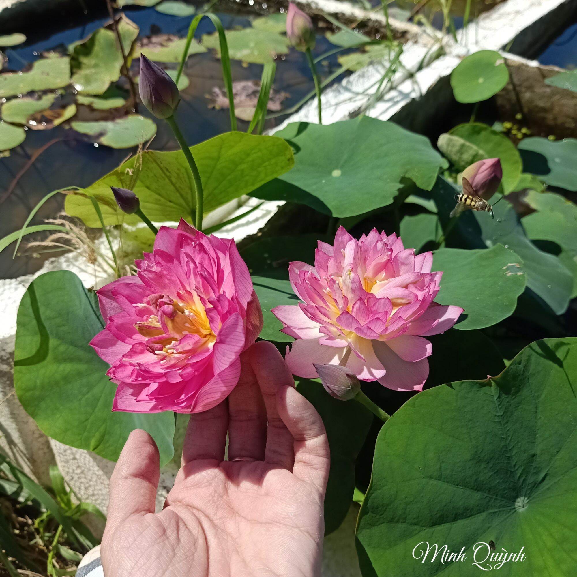 Củ sen giống mini các loại