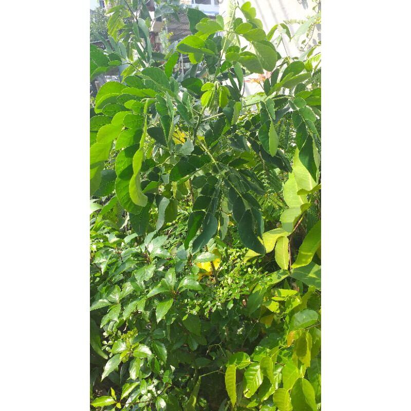 combo 2 cây me tây cao 60cm. cây đẹp.