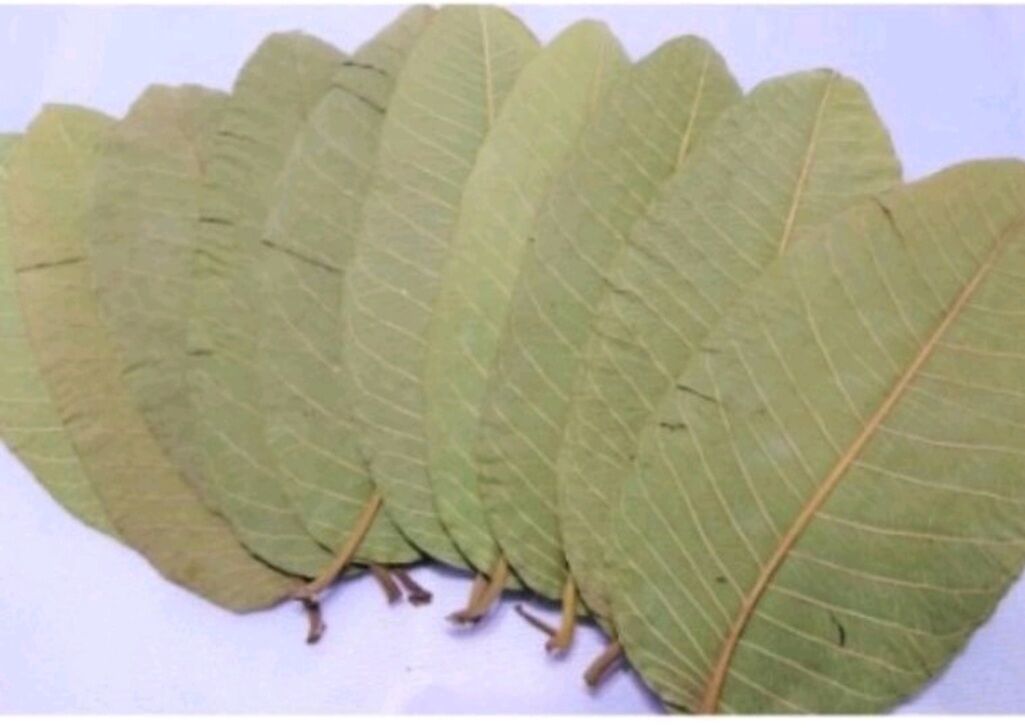 500G LÁ ỔI KHÔ, HỖ TRỢ NGƯỜI BỊ TIỂU ĐƯỜNG MÁU NHIỄM MỠ