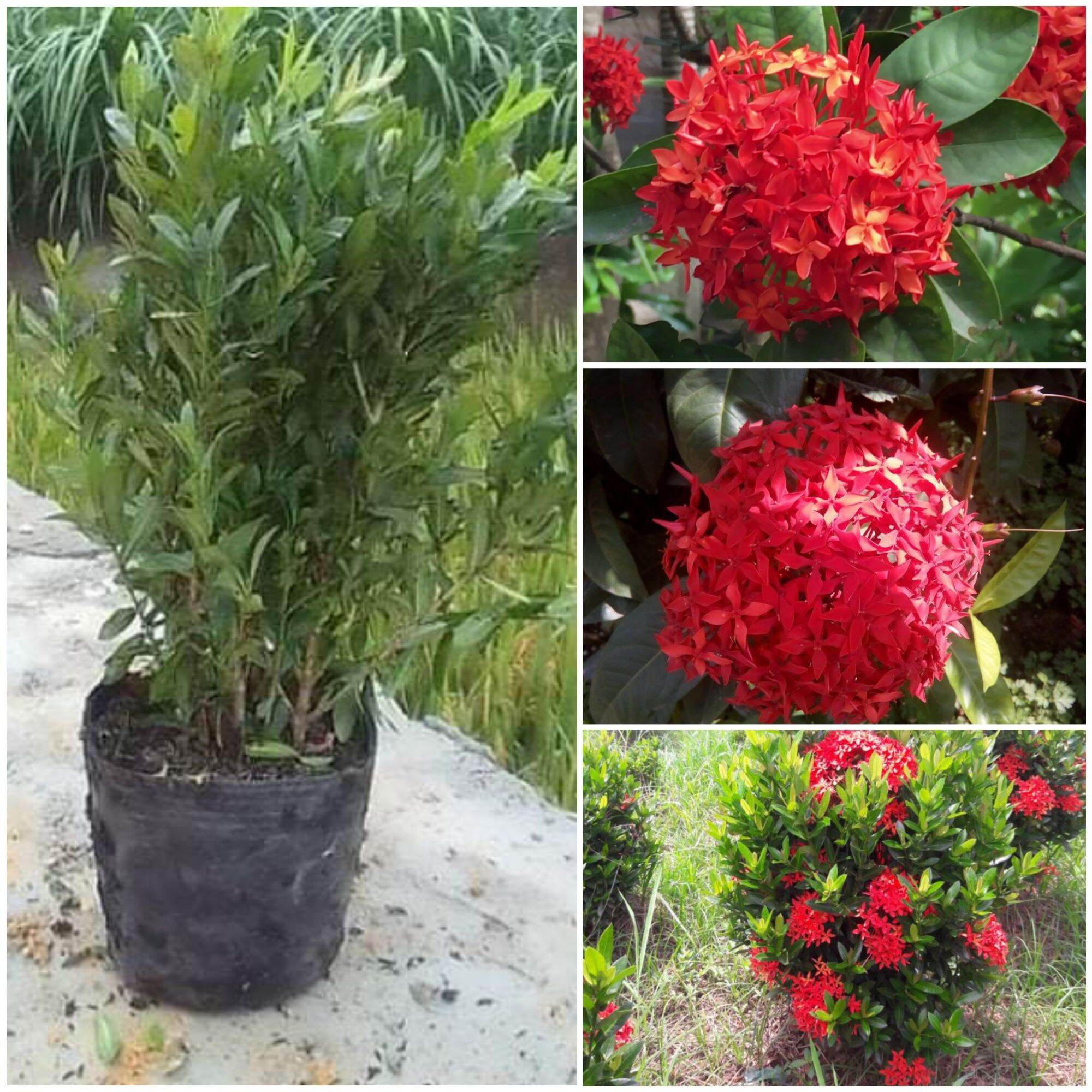 Cây hoa mẫu đơn đỏ