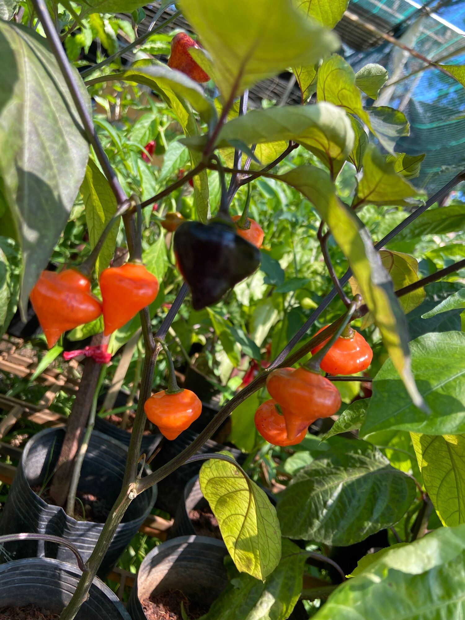 Quả ớt Cherio roxa red, hương vị trái cây, ớt ngọt ít cay