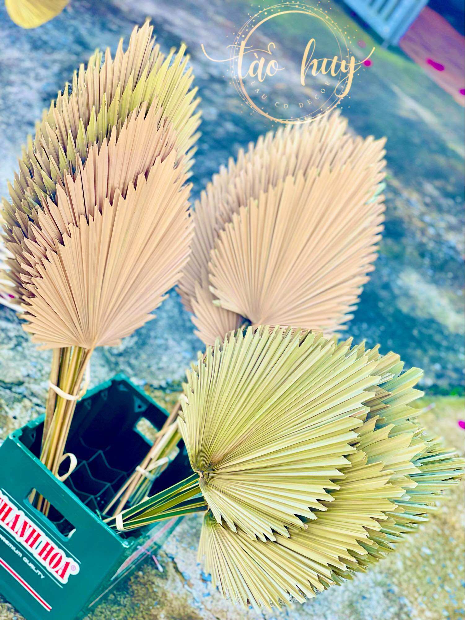 Lá cọ khô decor, Lá cọ khô tự nhiên trang trí, decor nhà cửa, tiệc cưới, chụp hình