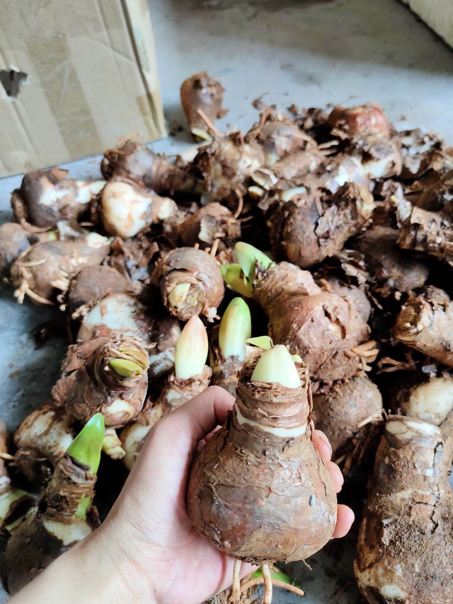 Combo 2 củ Lan Huệ (Hồng đào,đỏ nhung)