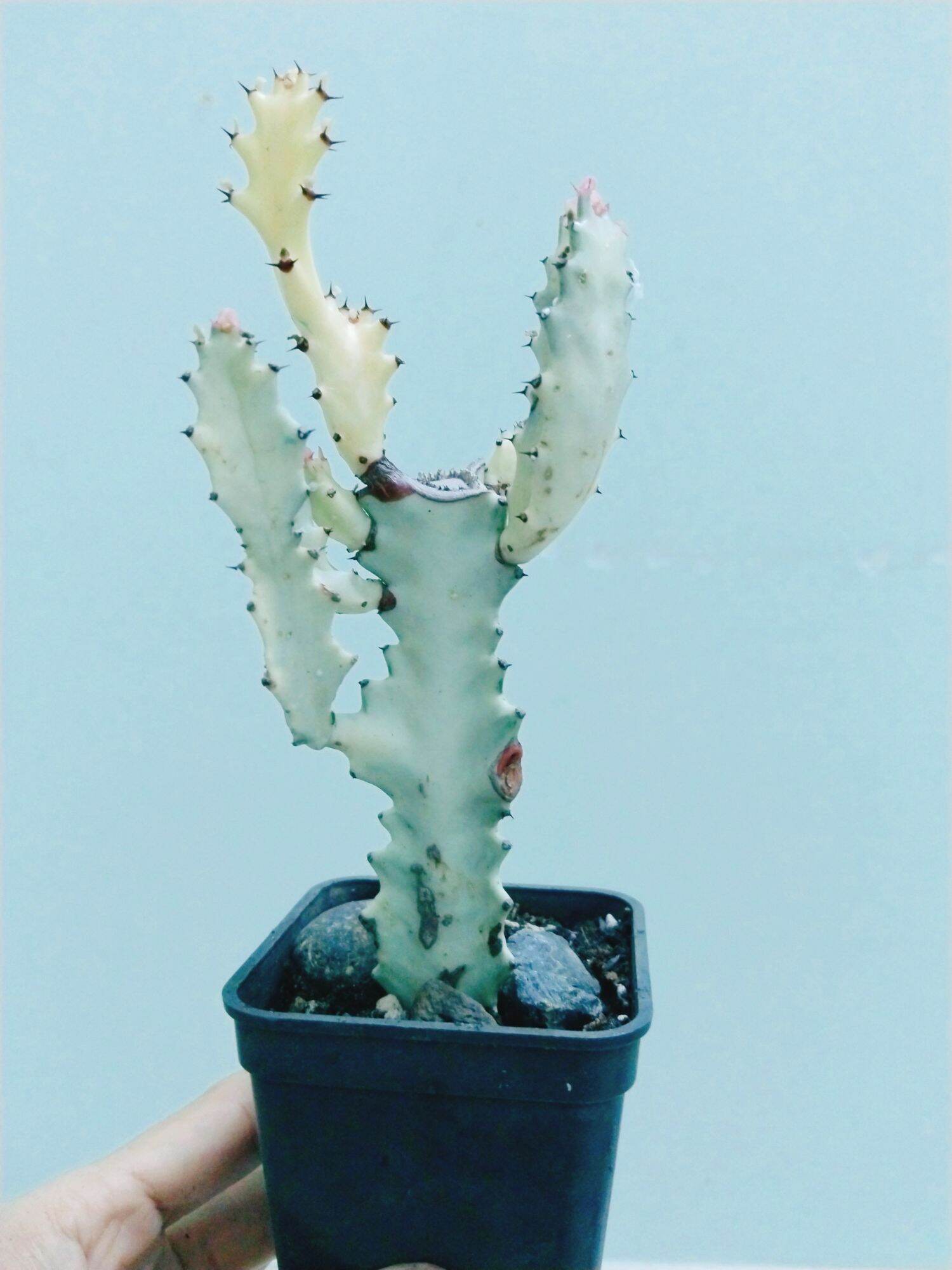 Xương rồng euphoria var trắng