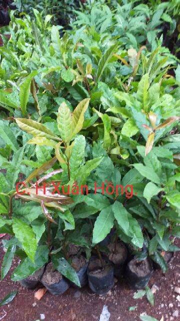 combo 3 cây lộc vừng cao 50- 100cm cây đẹp.