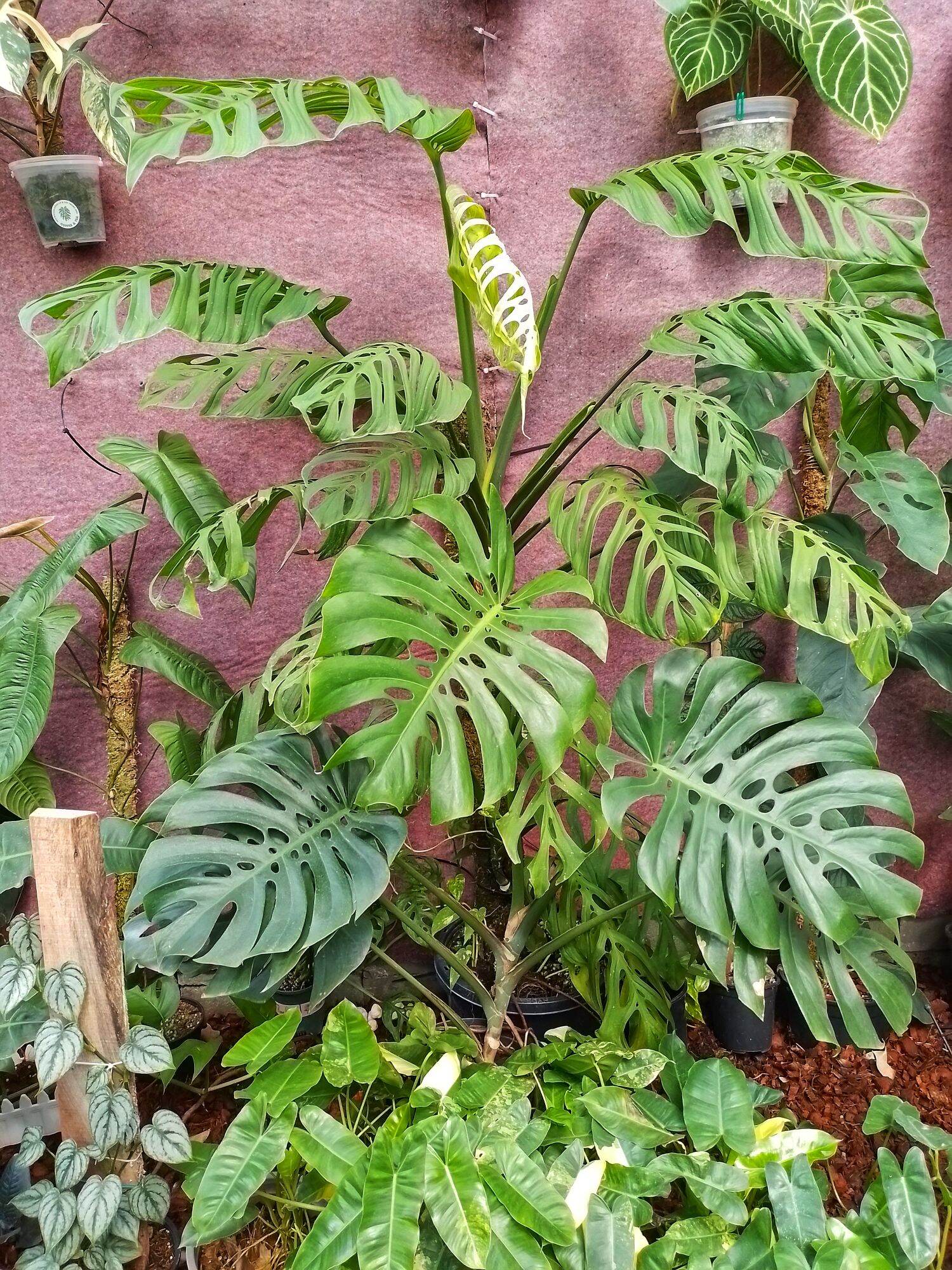 monstera deliciosa