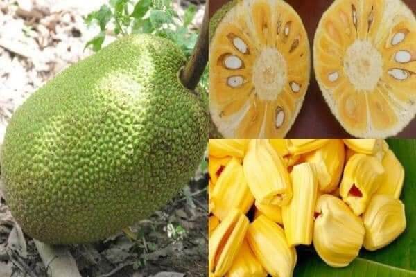 Mít thái siêu sớm tứ mùa