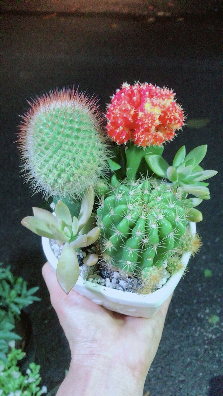 Chậu Cây Xương Rồng Tiểu Cảnh