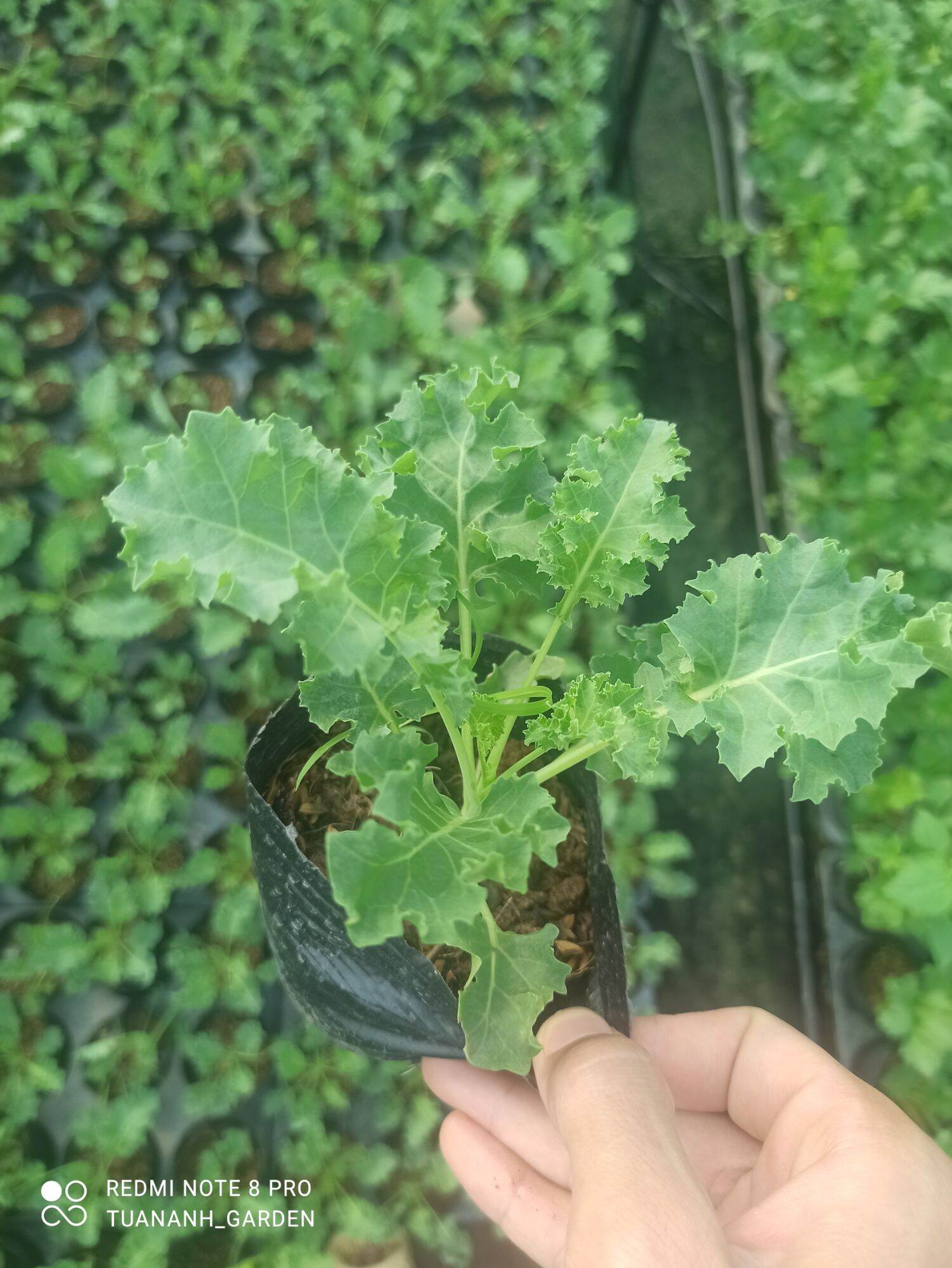 cây cải kale xoăn xanh
