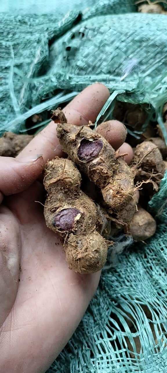 Gừng Đen(ngãi  đen.ngãi tím) mọc tự nhiên ở rừng 1kg