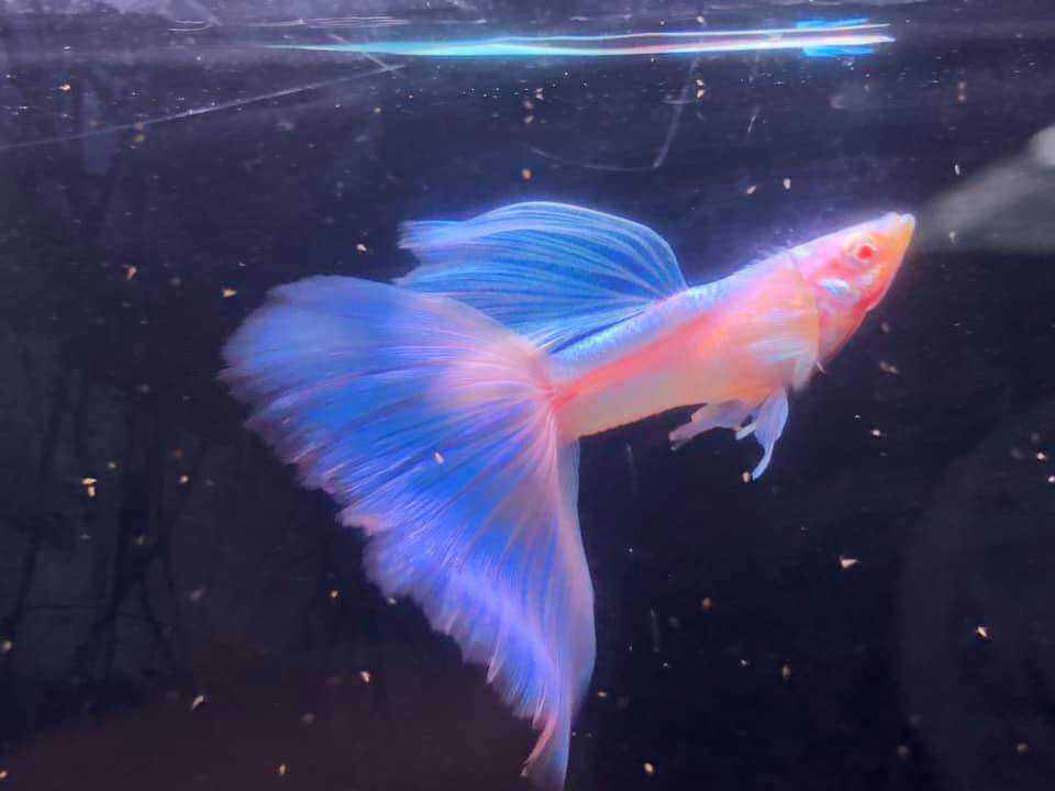 Blue Topaz - Blue Topaz Big Tail - Blue Topaz BDS ( 1 cặp trống mái ) guppy trang trí thuỷ sinh