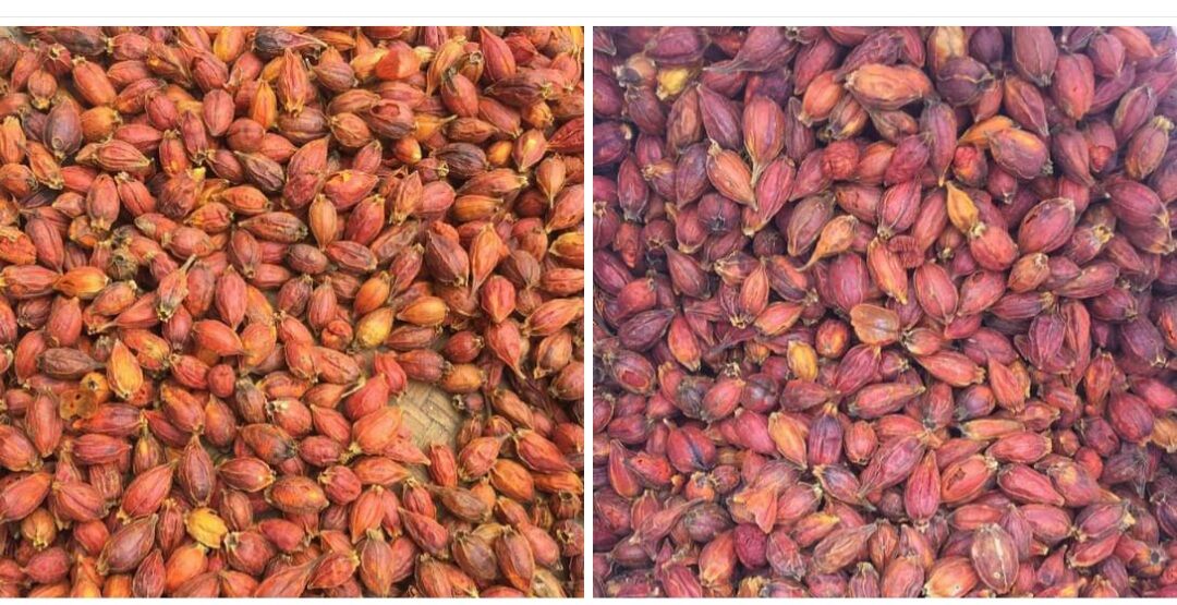 quả dành dành khô tạo màu 100g
