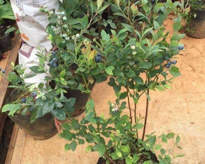 Cây giống Việt Quất