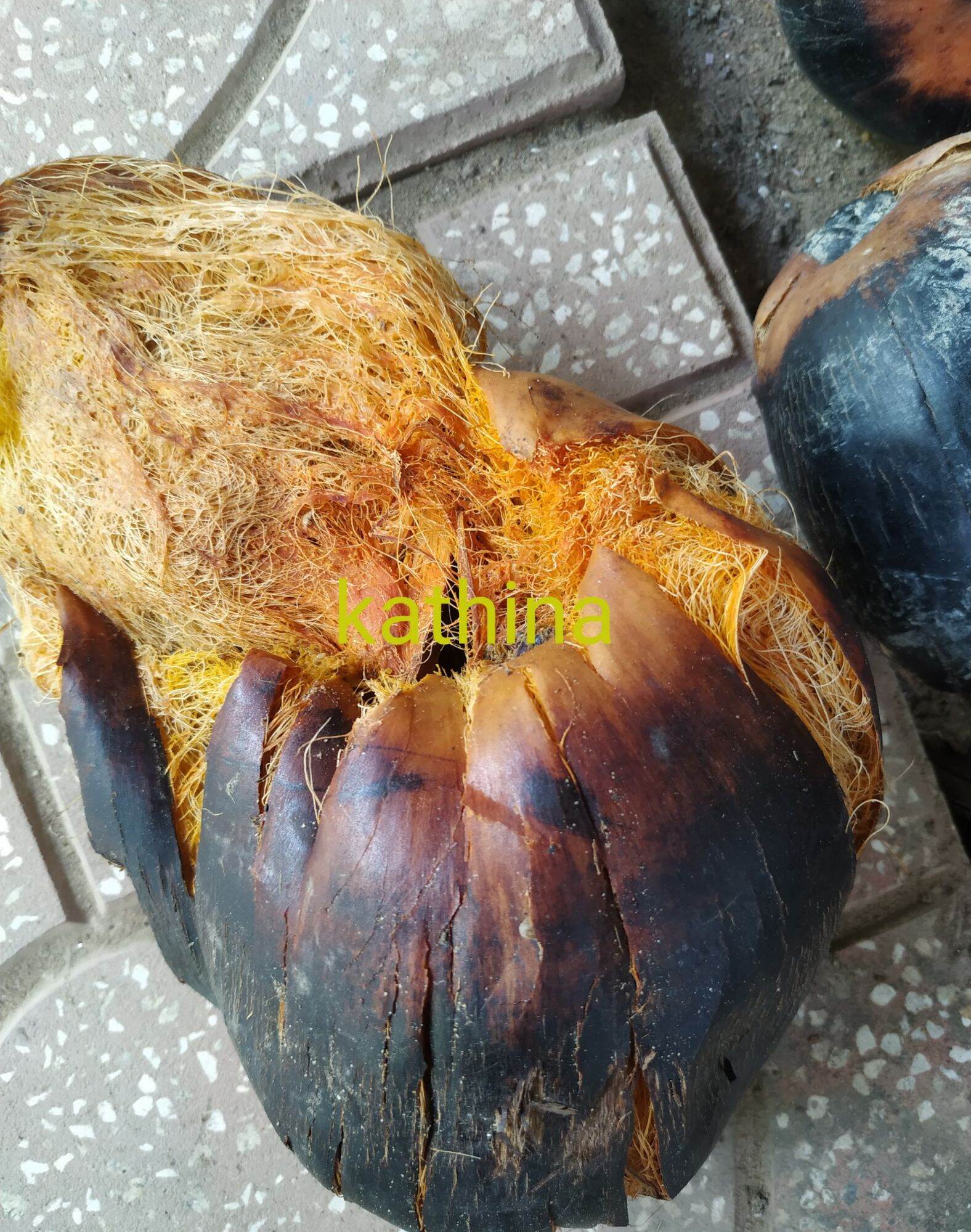 Trái thốt nốt làm giống
