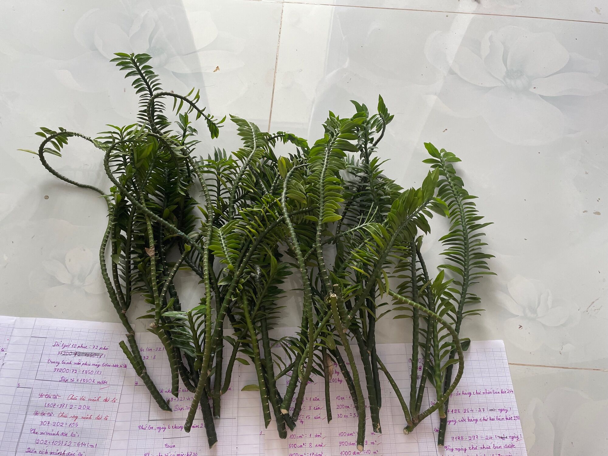 Cây chân rết set 2 cành