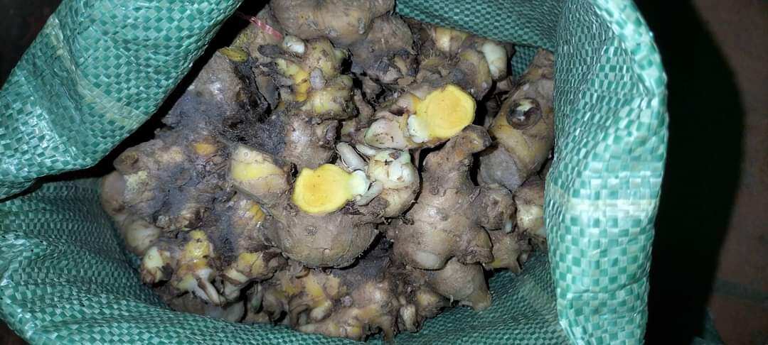 500g củ sậy vàng hàng chuẩn rừng