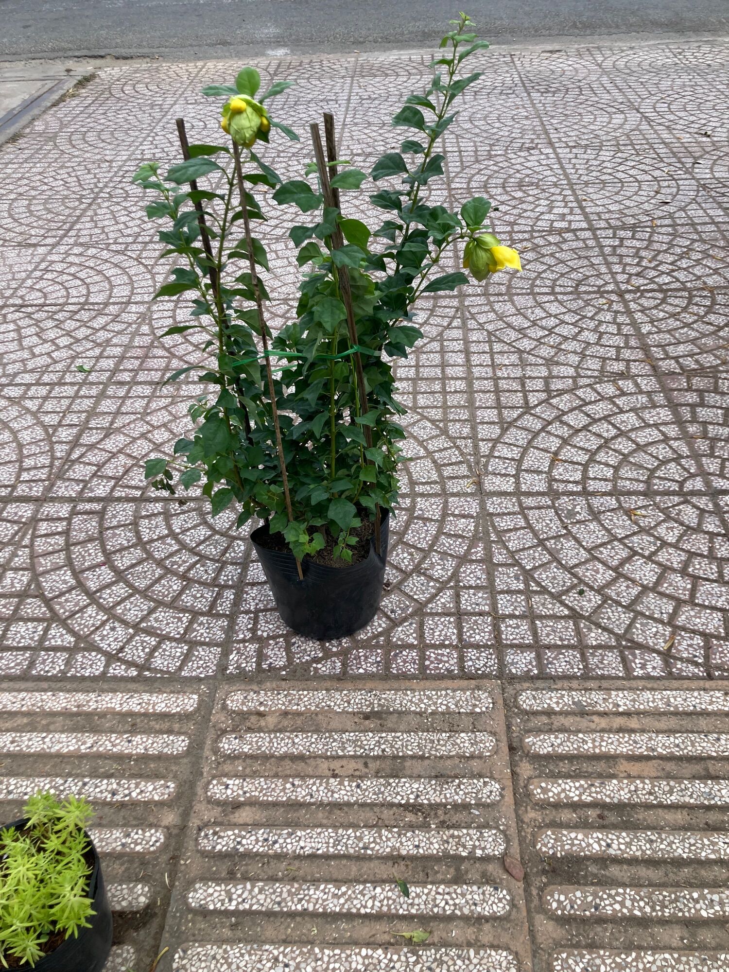 Cây Huyền Trân Công Chúa