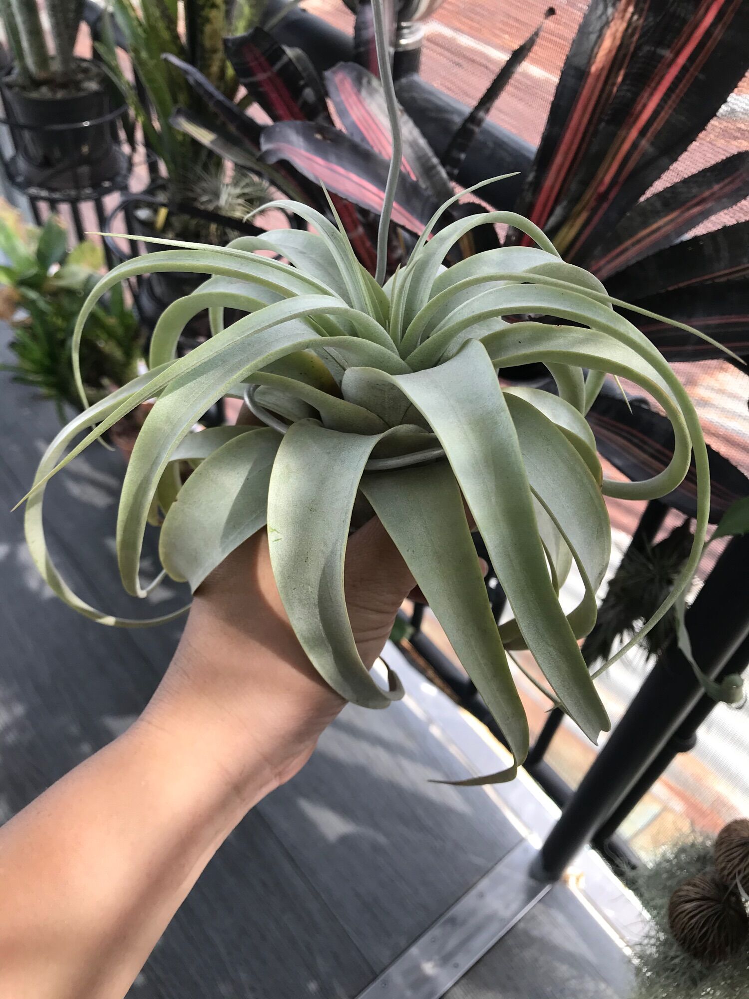 Cây không khí xerographica