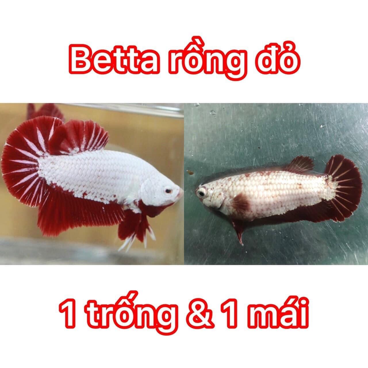 (Thức ăn cá)) và Betta Rồng Đỏ 1 cặp.Tặng Thức ăn