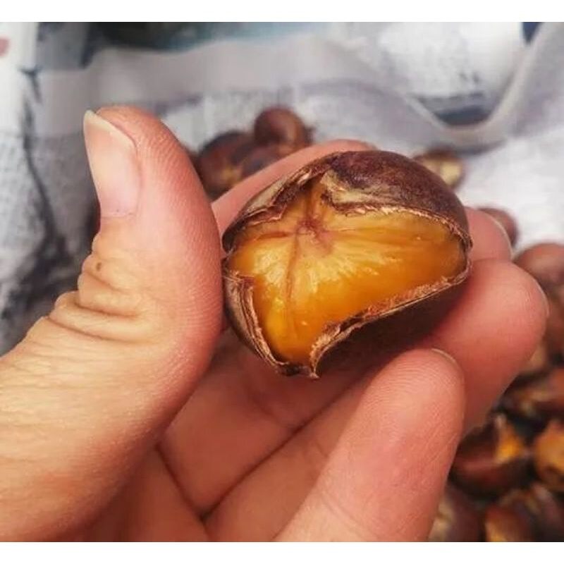 [ HẠT DẺ RANG SẴN ] TÚI 500G hút chân không
