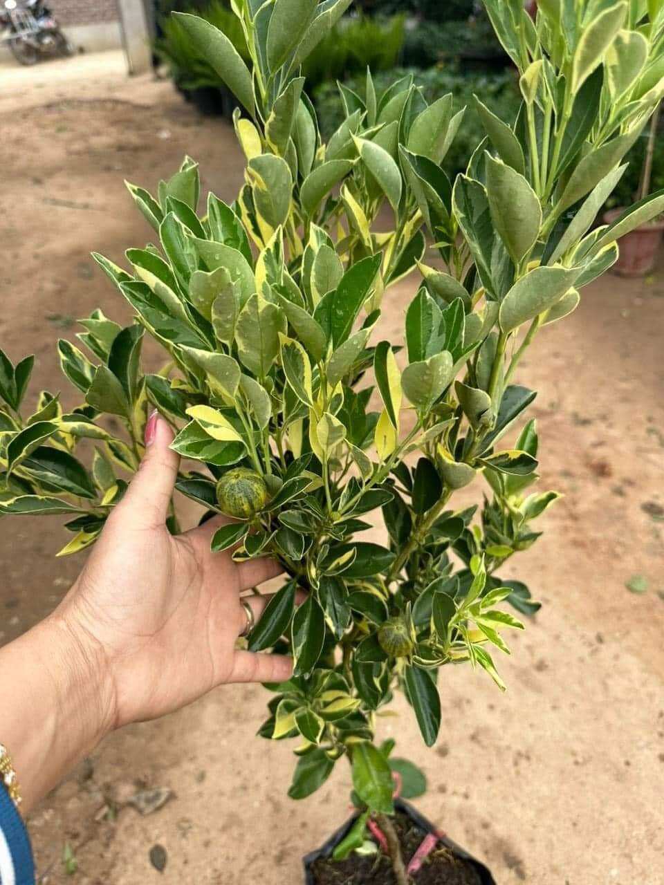 cây tắc cẩm thạch( cây hạnh cẩm thạch) chuẩn giống