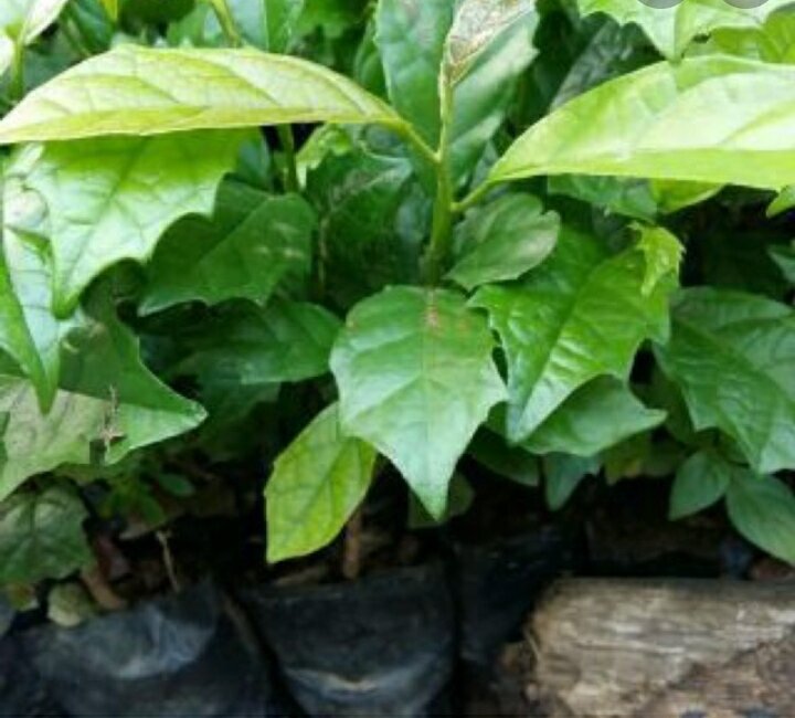 Cây Xạ Đen
