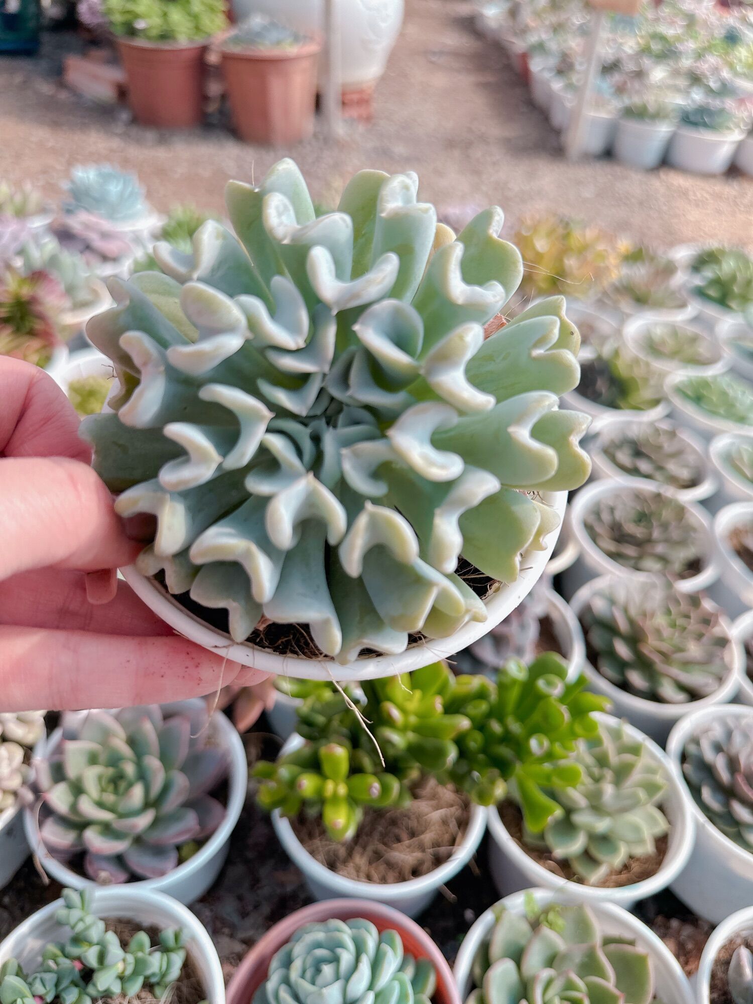 Sen đá cúc trắng size trung 5-7 cm xuất vườn đà lạt