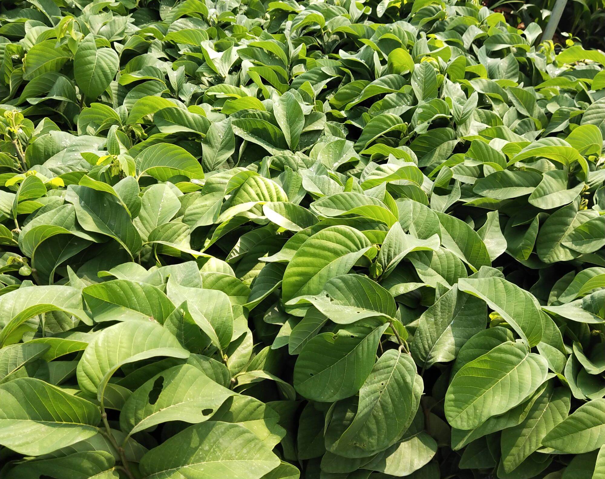 Mảng cầu na đài Loan