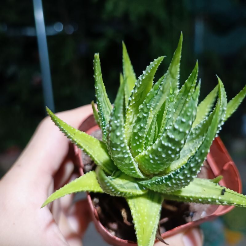 Sale 55%- Sen Đá Haworthia món.g rồng var